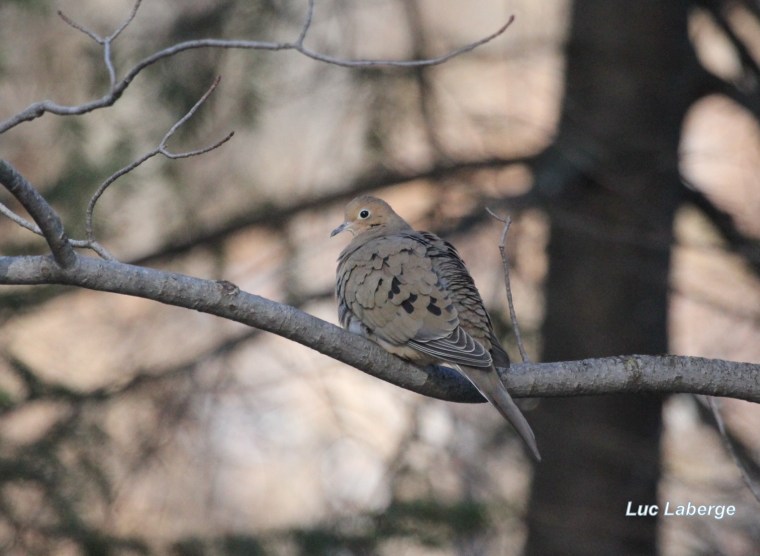 Connaissez-vous Zenaida macroura? Cinq questions sur la Tourterelle&nbsp;triste.
