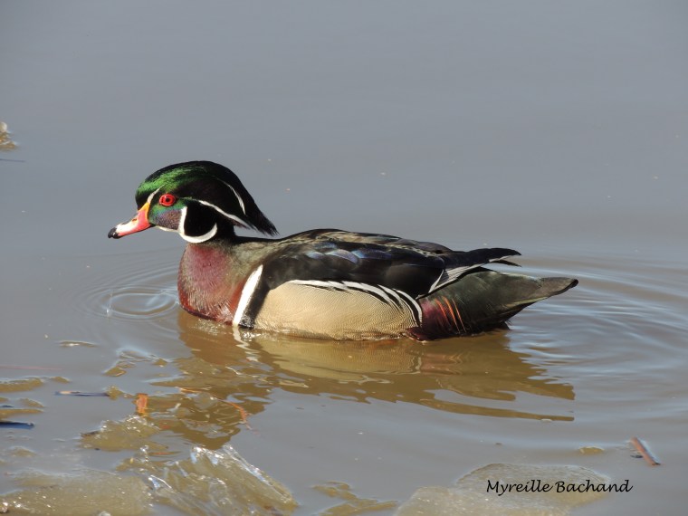 L&rsquo;étrange Canard branchu.