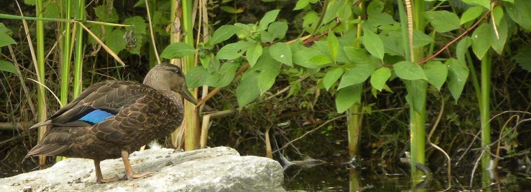 Capsule ornitho 1: Comment indiquer la localisation d’un oiseau à un autre observateur?&nbsp;Introduction