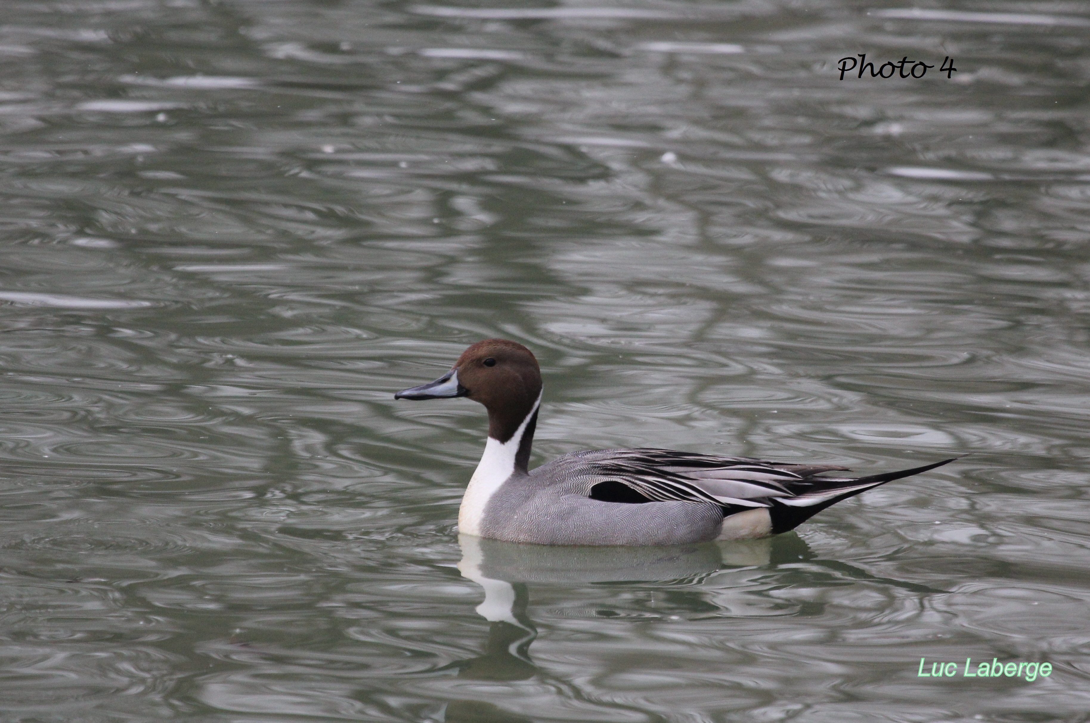 Canard Pierrot