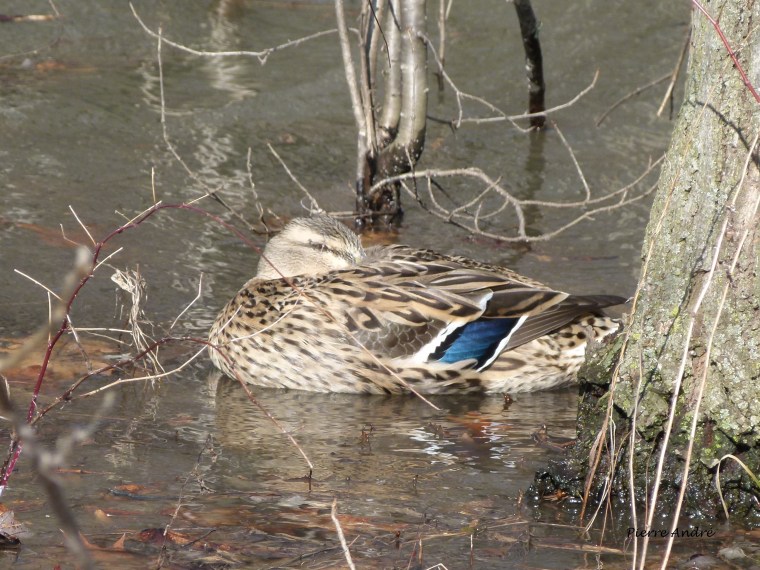 Ornitho 101. Avec les canards… Demain&nbsp;l’été.
