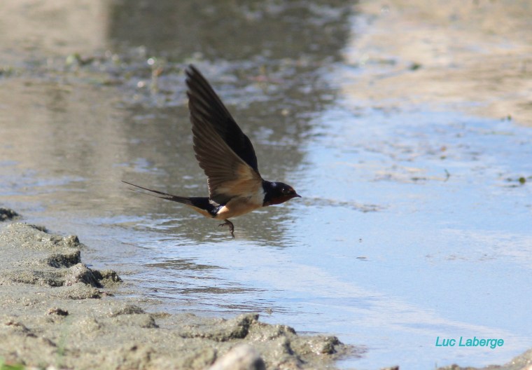 Bonjour, bonjour, les&nbsp;hirondelles