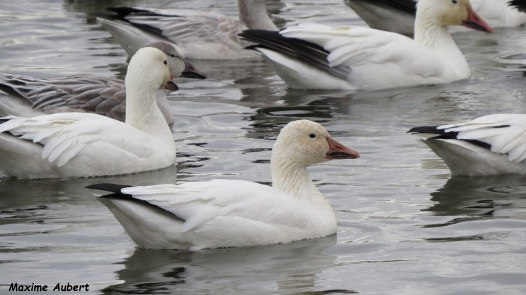 L&rsquo;Oie du Nord