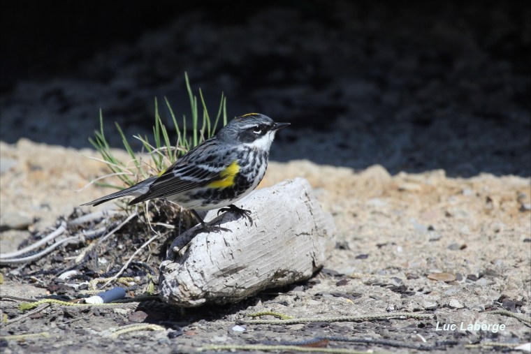 Ornitho 101. Les Parulines&nbsp;arrivent…