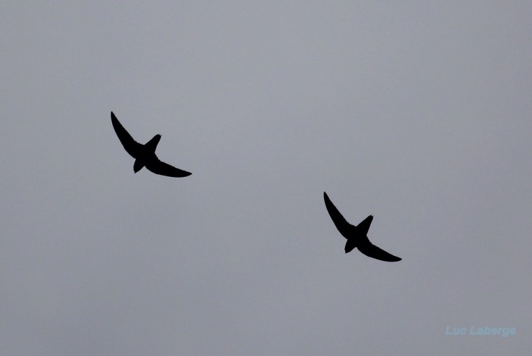 Il est revenu le temps du&nbsp;Martinet.