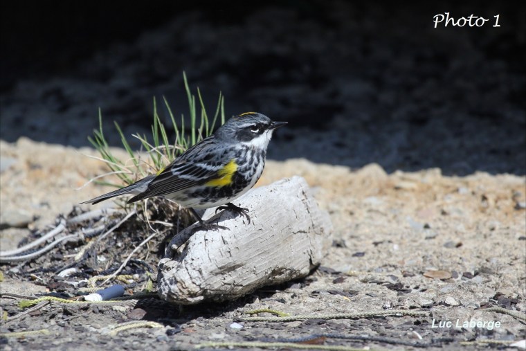 Paruline à croupion jaune