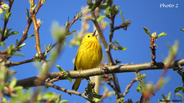 Paruline jaune 2