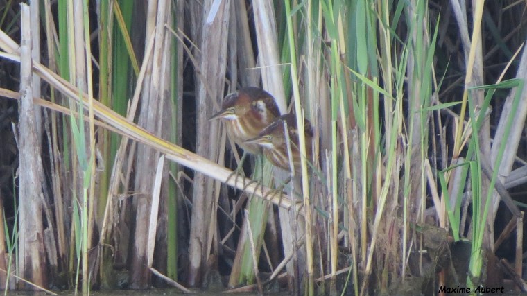 Le Technoparc, ses milieux humides et les&nbsp;oiseaux