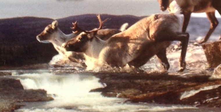 Histoire d&rsquo;un scientifique dans la tourmente. Retour sur les caribous de la&nbsp;Caniapiscau