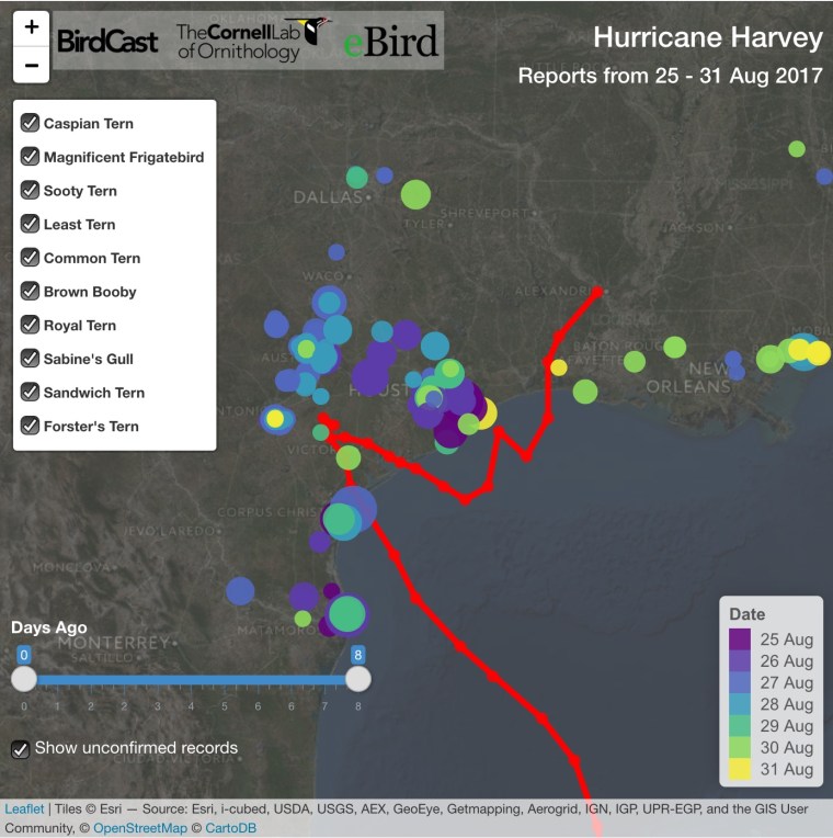 Qu’advient-il des oiseaux durant un&nbsp;ouragan?