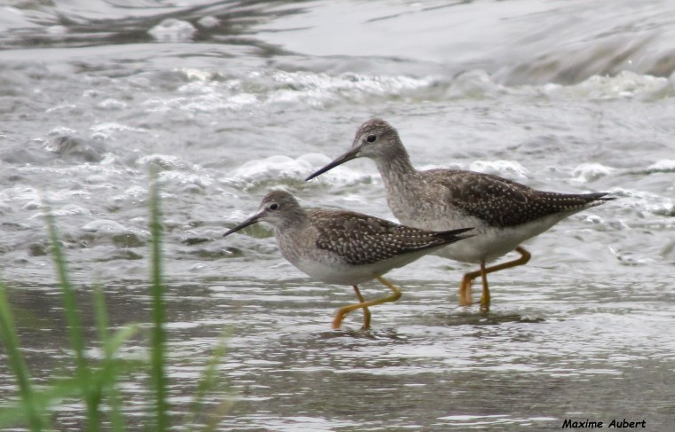 Ornitho 101. Grand chevalier ou Petit&nbsp;chevalier?
