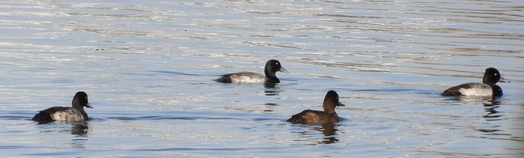 Ornitho 101. Fuligule milouinan ou Petit&nbsp;fuligule?