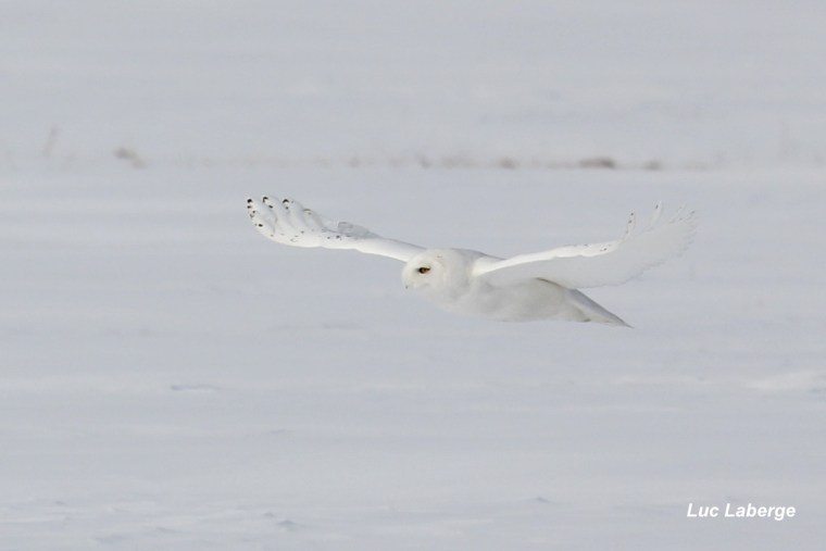 Vous avez bien dit « invasions »? Petite histoire du rapport entre les harfangs des neiges et les&nbsp;lemmings