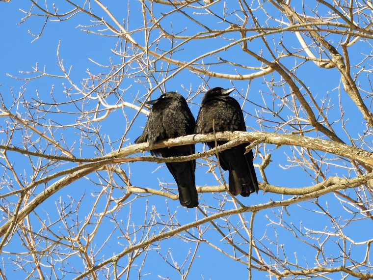 Ornitho 101. Corneille d&rsquo;Amérique ou Grand&nbsp;corbeau?