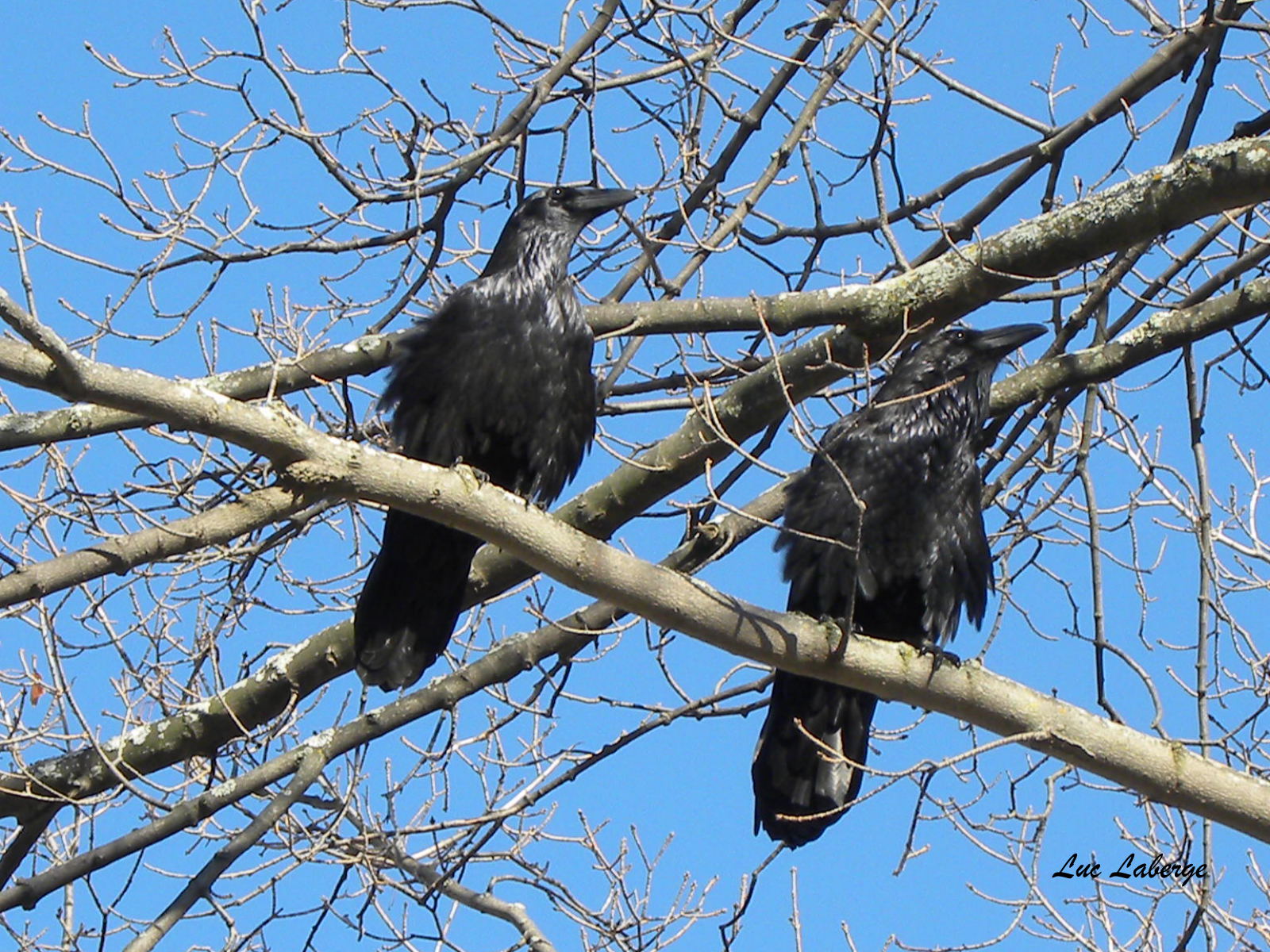 GRCB-LAVAL_MEADOWLARK_006-001