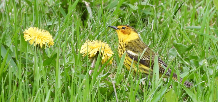 Il pleuvait des Parulines – Une exceptionnelle migration printanière dans Charlevoix et&nbsp;l’Est-du-Québec