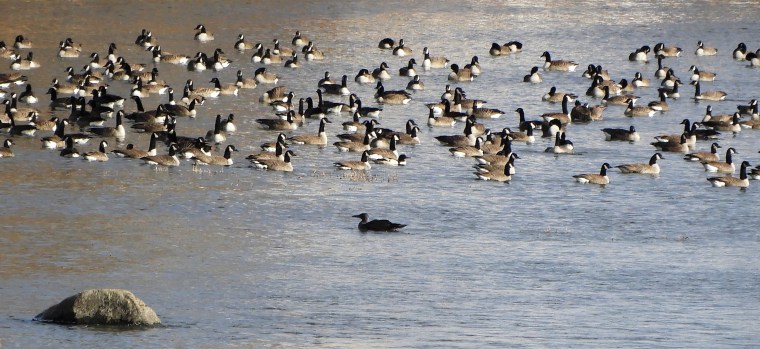 Une visite inusitée… Un Fou de Bassan sur la rivière des&nbsp;Mille-Îles.