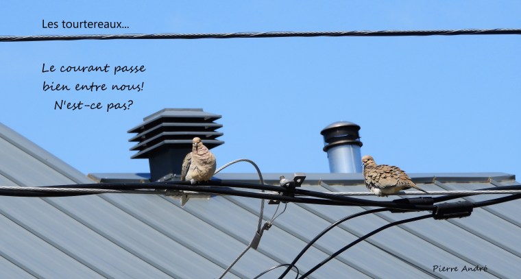 Mots d&rsquo;oiseaux 7. Les tourtereaux…