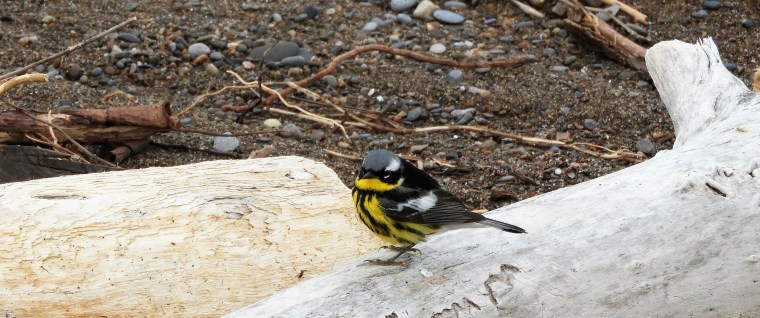 Capsule ornitho 2: Indiquer l’emplacement d’un oiseau dans un arbre&nbsp;isolé.