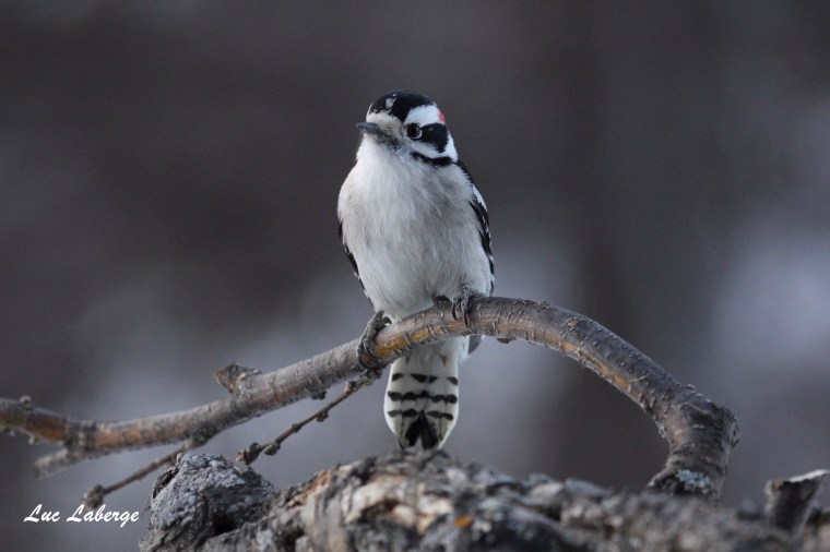 Ornitho 101. Pic mineur ou pic&nbsp;chevelu.