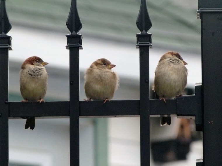 Ornitho 101. Moineau ou&nbsp;bruant?