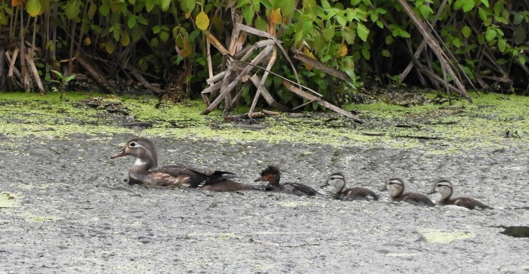 Un harle dans la famille&nbsp;Branchu