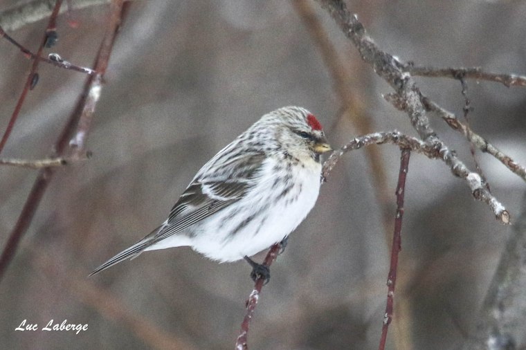 Ornitho 101 – Sizerin flammé ou sizerin blanchâtre&nbsp;?