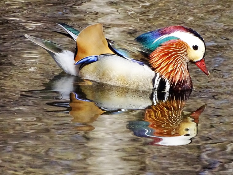 Un canard mandarin à&nbsp;Laval