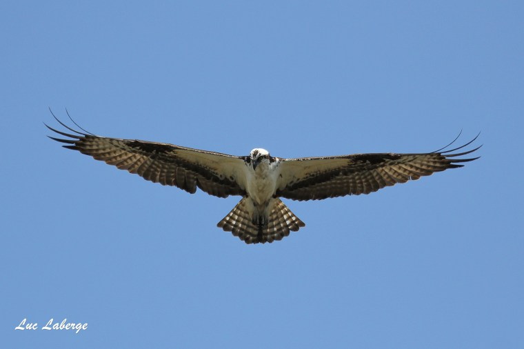 Le balbuzard, fascinant&nbsp;pêcheur