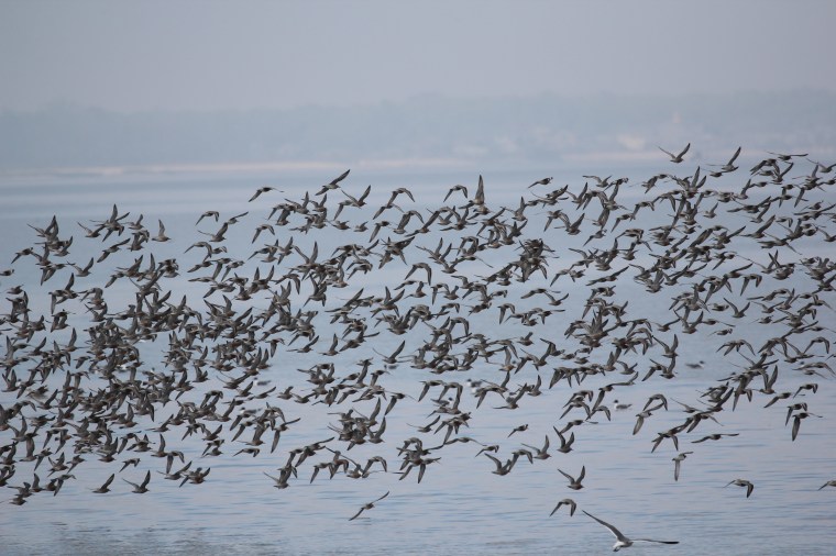 Les vols groupés et synchronisés&nbsp;d’oiseaux