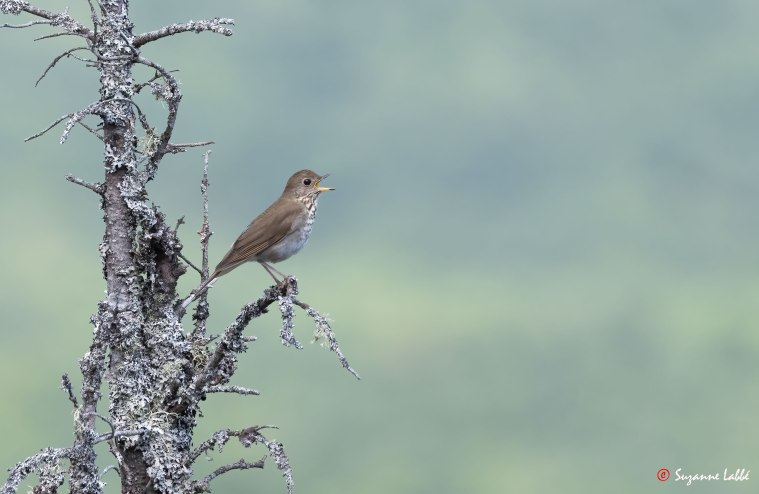 Ornitho 101. Les&nbsp;grives