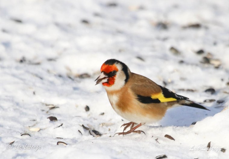 Le chardonneret élégant, une espèce exotique de plus en plus présente au&nbsp;Québec.