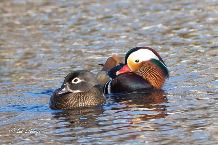 Un mâle de Canard mandarin peut-il se reproduire avec une femelle de Canard&nbsp;branchu?