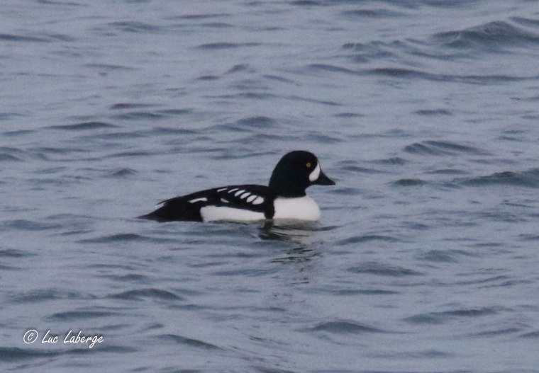 Ornitho 101. Garrot d’Islande ou Garrot à œil&nbsp;d’or?