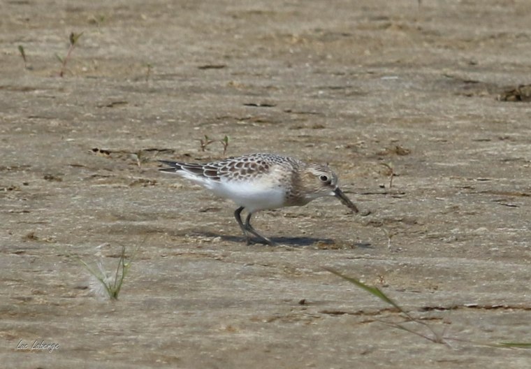 Ornitho 101. Les petits&nbsp;bécasseaux.