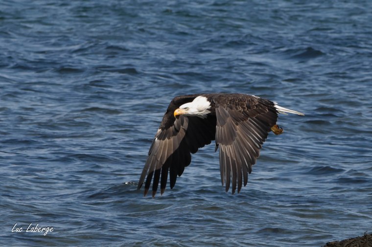 Le Pygargue à tête blanche a-t-il niché à&nbsp;Laval?
