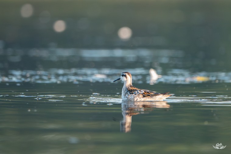 Les nouveautés aviaires pour Laval en&nbsp;2025.